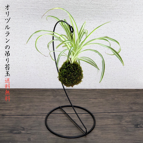 送料無料)オリヅルランの吊り苔玉『空気洗浄能力を持った植物』 盆栽