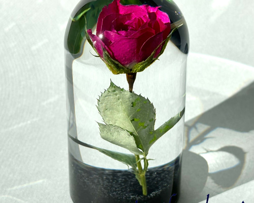 植物標本 薔薇 ピンク レジン ガラスドーム風 中 ハーバリウム・植物