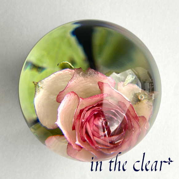 植物標本　薔薇　ピンクの縁取り　レジン　ガラスドーム風　大 3枚目の画像