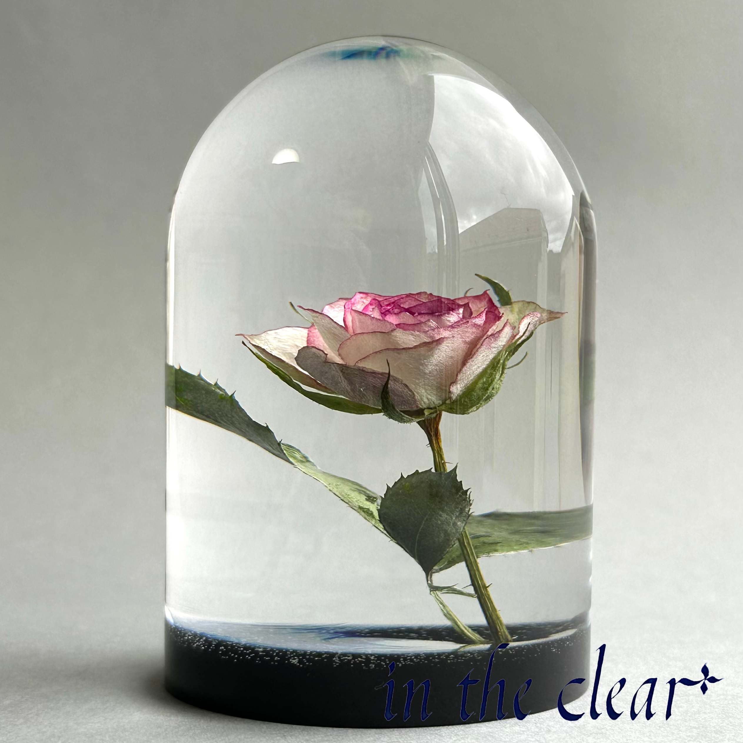 植物標本　薔薇　ピンクの縁取り　レジン　ガラスドーム風　大