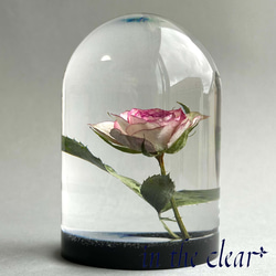 植物標本　薔薇　ピンクの縁取り　レジン　ガラスドーム風　大 1枚目の画像