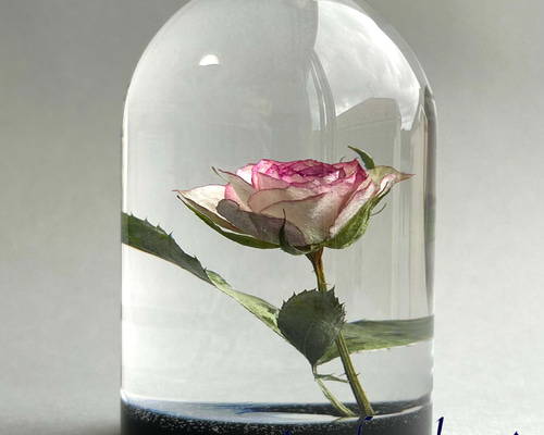 植物標本 薔薇 ピンクの縁取り レジン ガラスドーム風 大 ハーバリウム