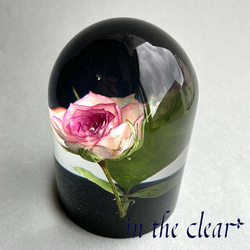 植物標本　薔薇　ピンクの縁取り　レジン　ガラスドーム風　大 5枚目の画像