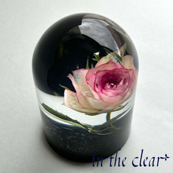 植物標本　薔薇　ピンクの縁取り　レジン　ガラスドーム風　大 2枚目の画像