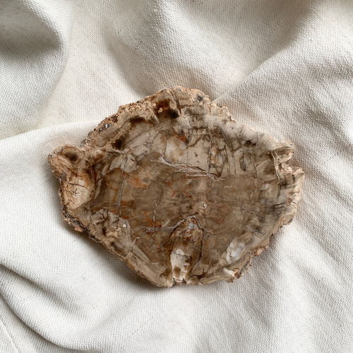 ペトリファイドウッド スライスカット その他置物 SAKURA STONE 通販