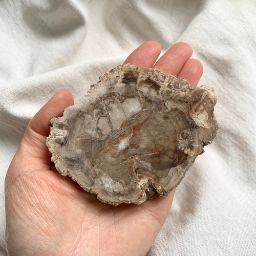 ペトリファイドウッド スライスカット その他置物 SAKURA STONE 通販