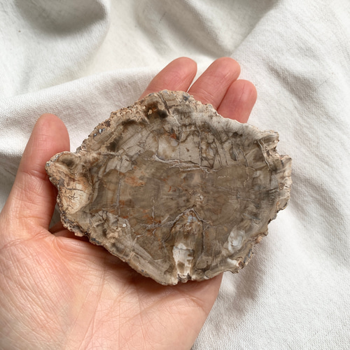 ペトリファイドウッド スライスカット その他置物 SAKURA STONE 通販