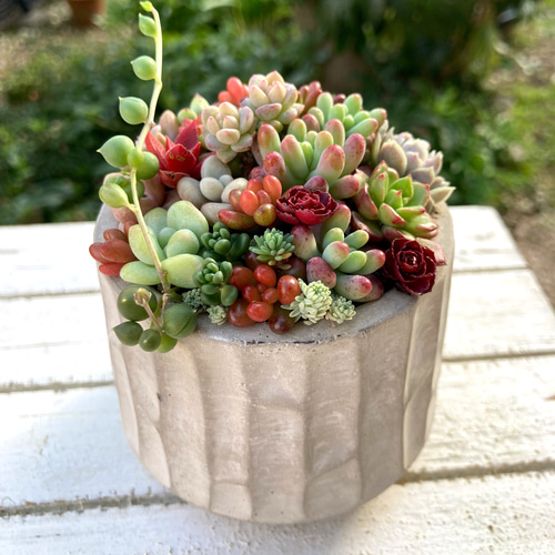 多肉寄せ植えセメント鉢セダム観葉植物乙女心ちま寄せそのまま飾れる