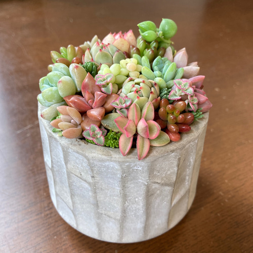 多肉植物 寄せ植え セメント鉢 チマチマ寄せ植え 白樺 多肉植物