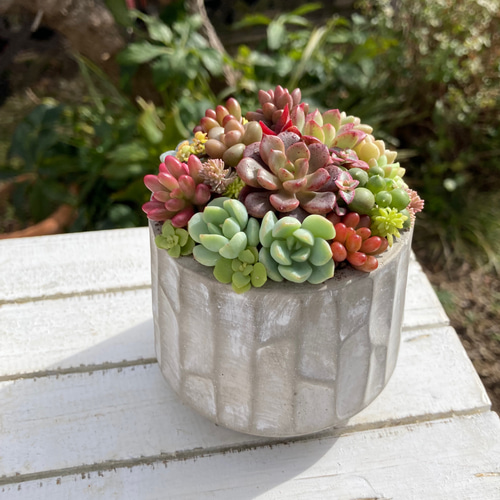 多肉植物 寄せ植え セメント鉢 チマチマ寄せ植え 白樺 多肉植物