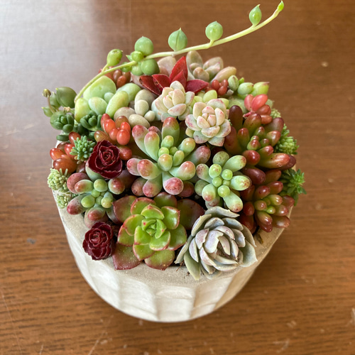 多肉植物 寄せ植え セメント鉢 チマチマ寄せ植え 白樺 多肉植物