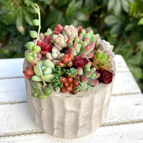 多肉植物 寄せ植え セメント鉢 チマチマ寄せ植え 白樺 多肉植物