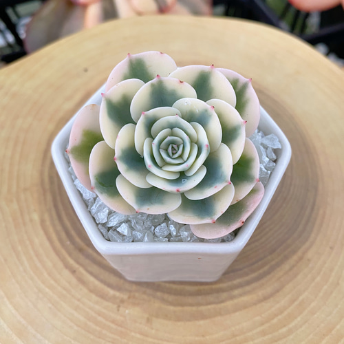 多肉植物 錦 ルノーディーン カット苗 699 【公式通販】