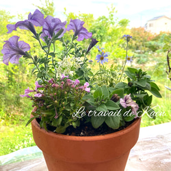 ユーカリ グニー アンティーク風テラコッタ鉢植え 苗 盆栽 fleurir