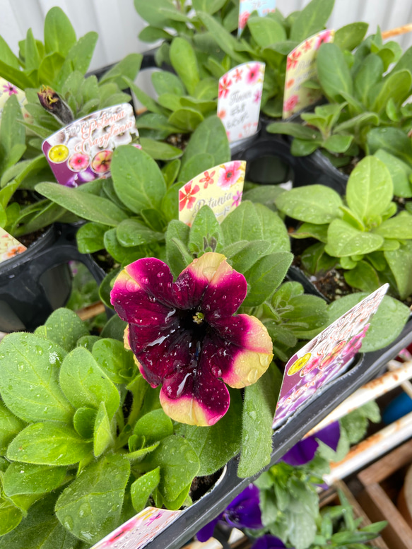 【送料差額負】夏から秋までモリモリ咲く✳︎季節の寄せ植え　ブルー系 5枚目の画像