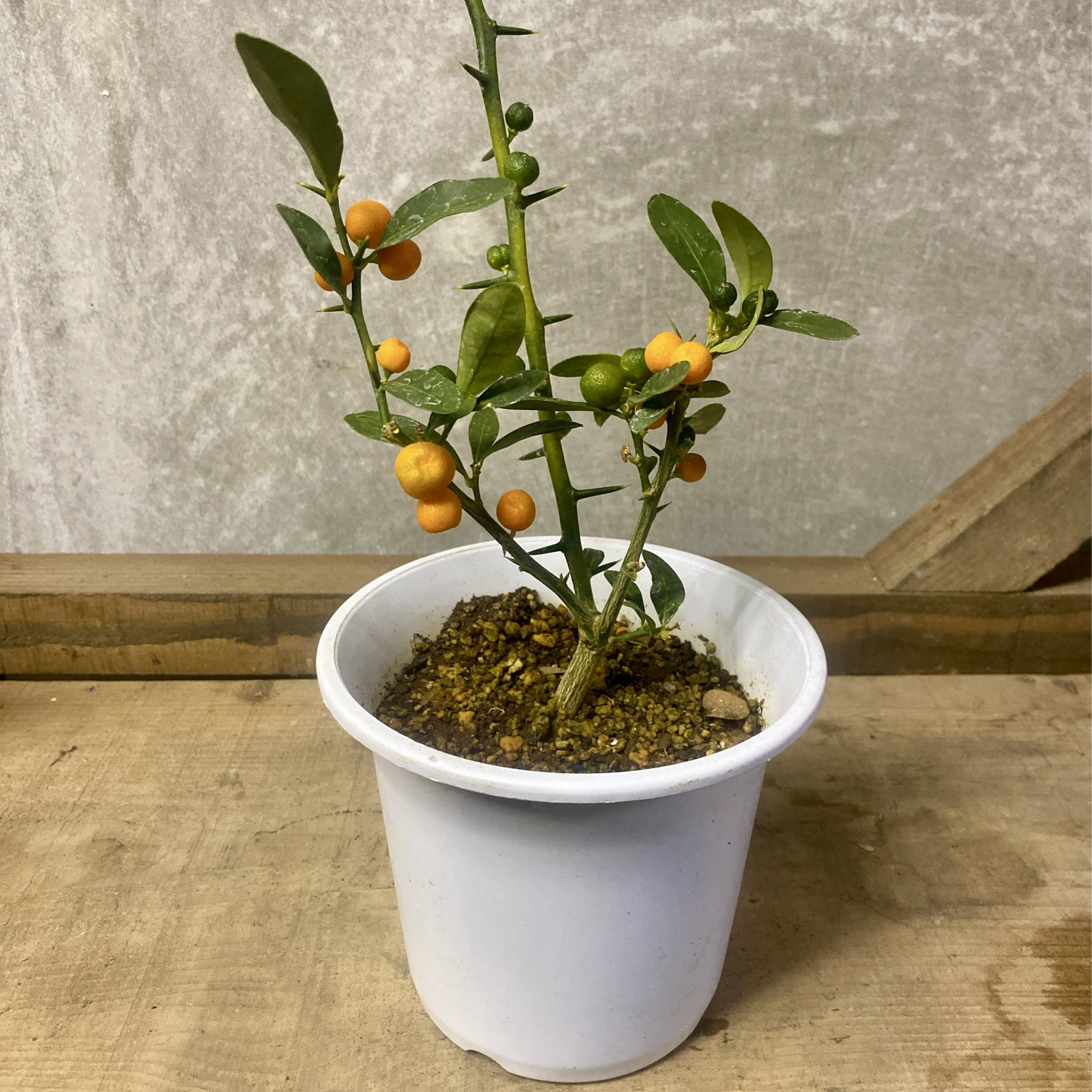 常緑低木 苗木 金豆（キンズ） アートフラワー plant life 通販