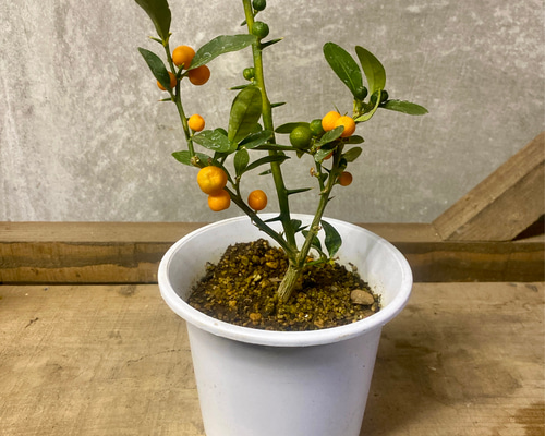 あめつち工房　豆盆栽　朝顔　金魚 chirimenzaiku_ch-hitokosi-kg-12