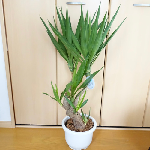 美株 ユッカ エレファンティペス 曲がり 観葉植物 室内 幹太