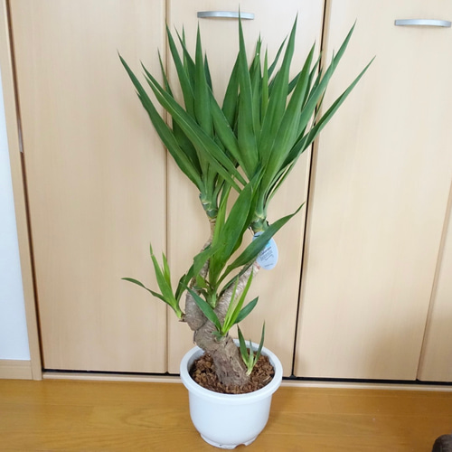 越冬済み まとめ買いOK エレファンティペス　メキシコ　ユッカ　サボテン　アガベ 人工観葉植物 フェイクグリーン 大型 ユッカ・エレファンティ