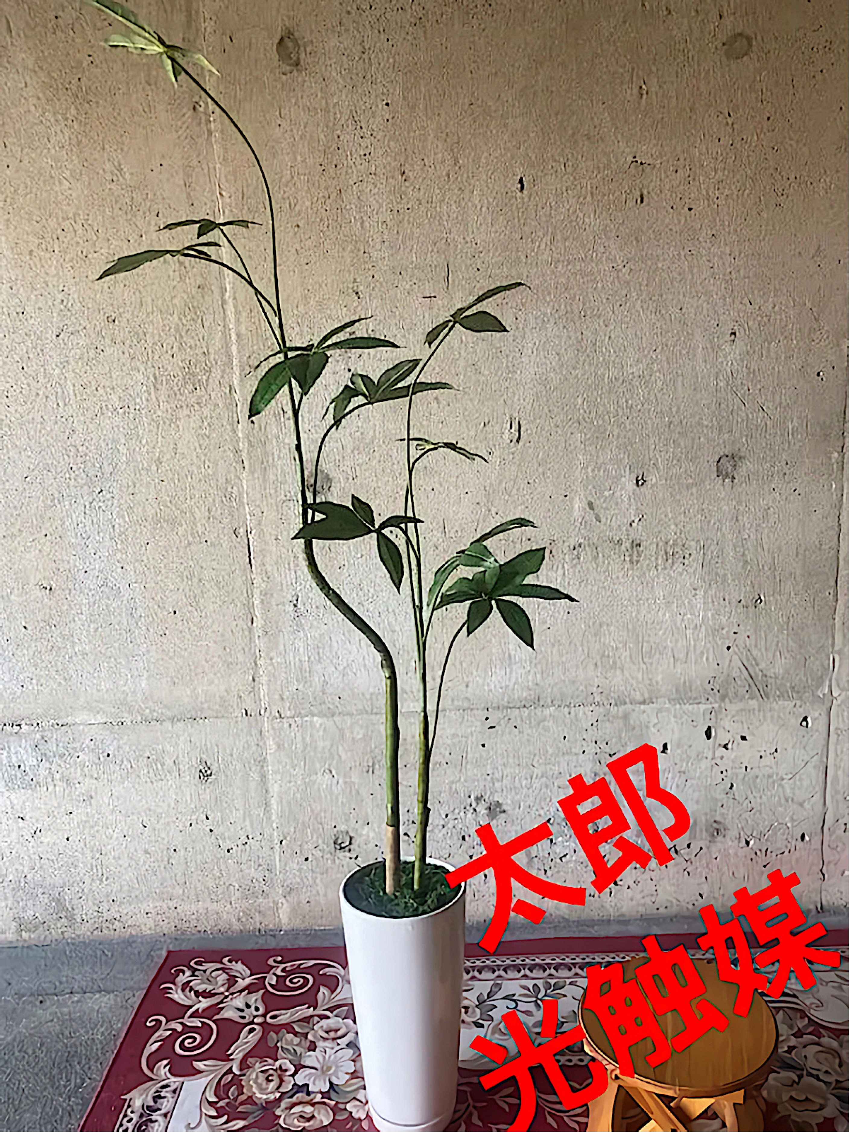 光触媒人工観葉植物ウォールグリーンフェイクフラワーハンドメイド　くねくねパキラw 8,496円