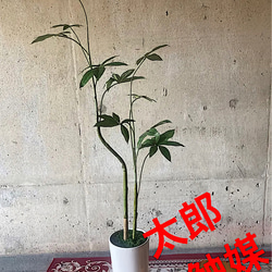 光触媒 人工観葉植物 ウォールグリーン フェイクグリーン ガジュマル