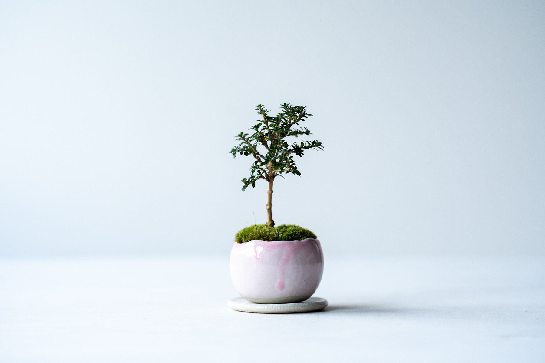 未使用　陶翠　盆栽鉢(八角)【木箱つき】 Amazon.co.jp: 盆栽鉢 落款 陶翠 : DIY・工具・ガーデン