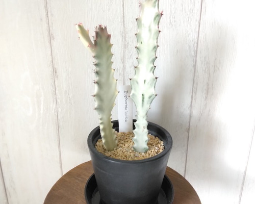 現品】人気の希少種レア ユーフォルビア【ホワイトゴースト】 白い幽霊