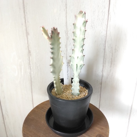 現品】人気の希少種レア ユーフォルビア【ホワイトゴースト】 白い幽霊