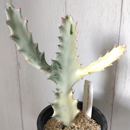 美形希少】ユーフォルビア ホワイトゴースト 綴化 写真の追加承ります