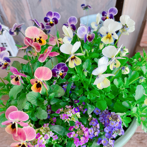どれがくるかお楽しみ！可愛い寄せ植え♡見元ビオラ3株&アリッサム