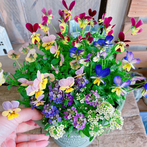 どれがくるかお楽しみ！可愛い寄せ植え♡見元ビオラ3株&アリッサム