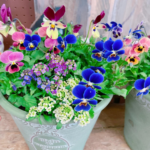 見元ビオラとアリッサムの寄せ植え どれがくるかお楽しみ！可愛い寄せ植え♡見元ビオラ3株&アリッサム