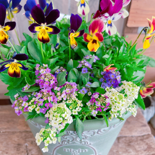 見元ビオラとアリッサムの寄せ植え どれがくるかお楽しみ！可愛い寄せ植え♡見元ビオラ3株&アリッサム