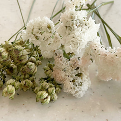 紫色のスターチス ドライフラワー 7本⇒25g〈No.40〉 紫色のスターチス ドライフラワー 7本⇒25g〈No.40〉 - メルカリ