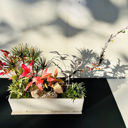 お正月の盆栽　白大長方形　下皿付き　送料無料 4枚目の画像