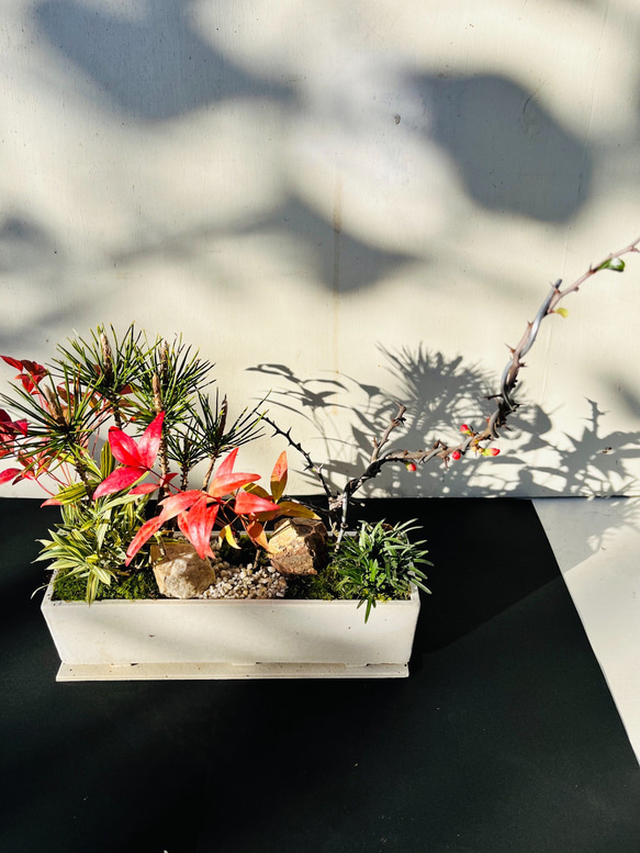 お正月の盆栽　白大長方形　下皿付き　送料無料 4枚目の画像