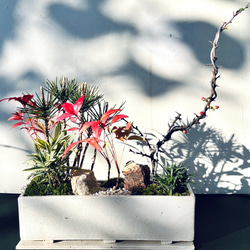 お正月の盆栽　白大長方形　下皿付き　送料無料 2枚目の画像