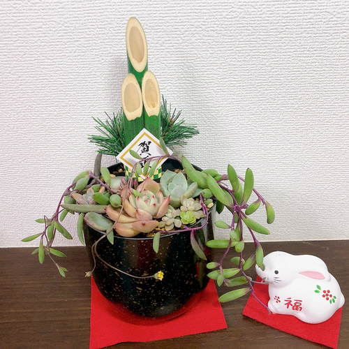・:*速達付き多肉植物そのまま飾れる・:*お正月.縁起物.お年賀 Amazon｜2023 迎春 正月飾り 多肉植物 正月寄せ植え 招福・翠