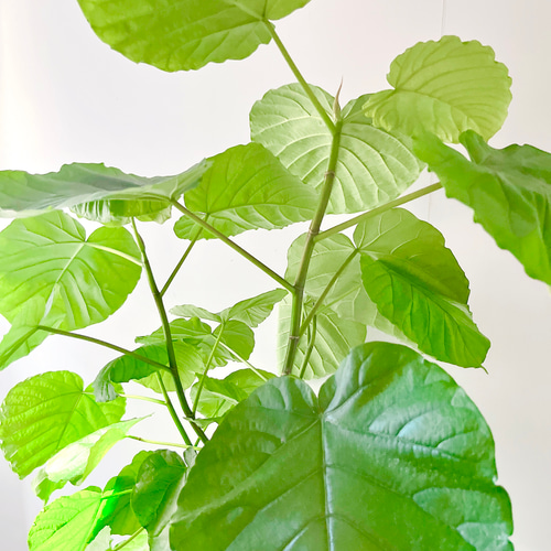 11/22撮影】フィカスウンベラータ 2株植え 受け皿付き 観葉植物 大型