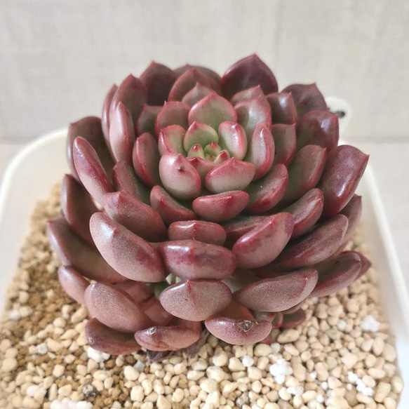 ピンクルルビー 抜き苗 多肉植物