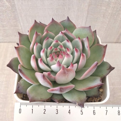 エケベリア　桃太郎　多肉植物 楽天市場】多肉植物 エケベリア 桃太郎 タニクショクブツ