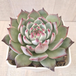 多肉植物 エケベリア 桃太郎 多肉植物 エケベリアSKETCH 通販