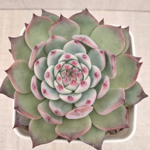 多肉植物 エケベリア 桃太郎 多肉植物 エケベリアSKETCH 通販 15138856