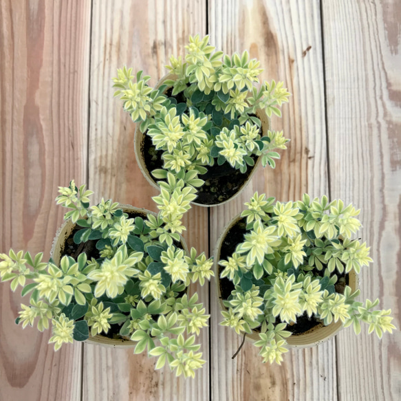 ロータス ブリムストン 3苗セット ガーデニング 寄せ植え 花 カラーリーフ 観葉植物 グリーン 多年草 宿根草 4枚目の画像