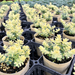 ロータス ブリムストン 3苗セット ガーデニング 寄せ植え 花 カラーリーフ 観葉植物 グリーン 多年草 宿根草 9枚目の画像