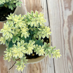 ロータス ブリムストン 3苗セット ガーデニング 寄せ植え 花 カラーリーフ 観葉植物 グリーン 多年草 宿根草 6枚目の画像