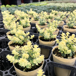 ロータス ブリムストン 3苗セット ガーデニング 寄せ植え 花 カラーリーフ 観葉植物 グリーン 多年草 宿根草 10枚目の画像