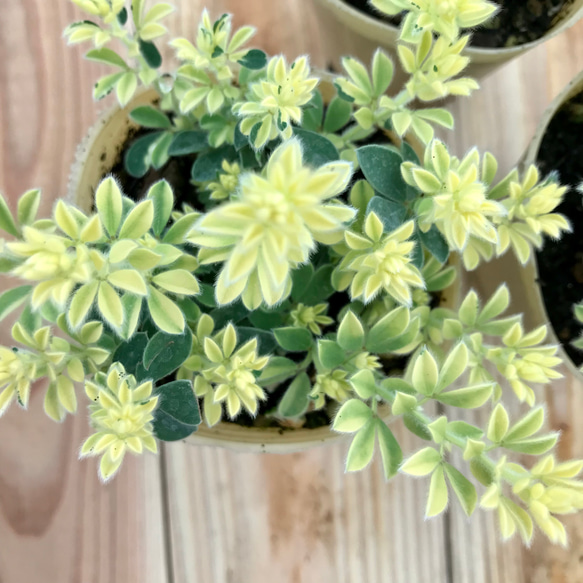 ロータス ブリムストン 3苗セット ガーデニング 寄せ植え 花 カラーリーフ 観葉植物 グリーン 多年草 宿根草 5枚目の画像