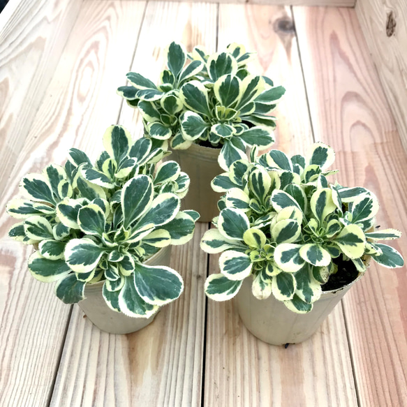 希少 ジプソフィラ 斑入り 3苗セット ガーデニング 寄せ植え 花 カラー