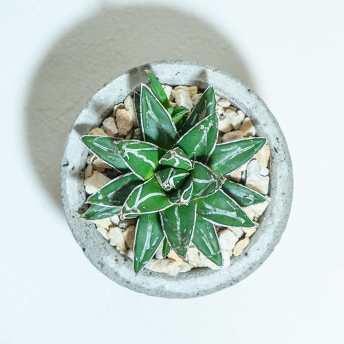 デスクに置ける観葉植物】アガベ・笹の雪の鉢植え（子株付き）／ざらっ